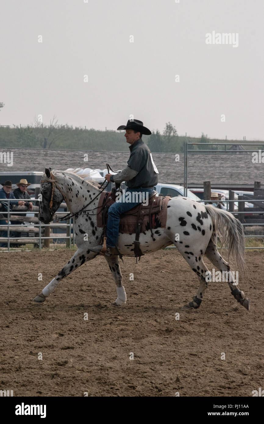 Cowboy competes to the Horse Show Competition at the Bar U Ranch, National Historic Site of Canada, Parks Canada, Longview, Alberta, Canada Stock Photo