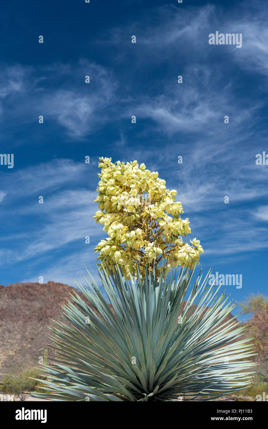 Tall Yucca in full bloom agains a blue sky. Stock Photo