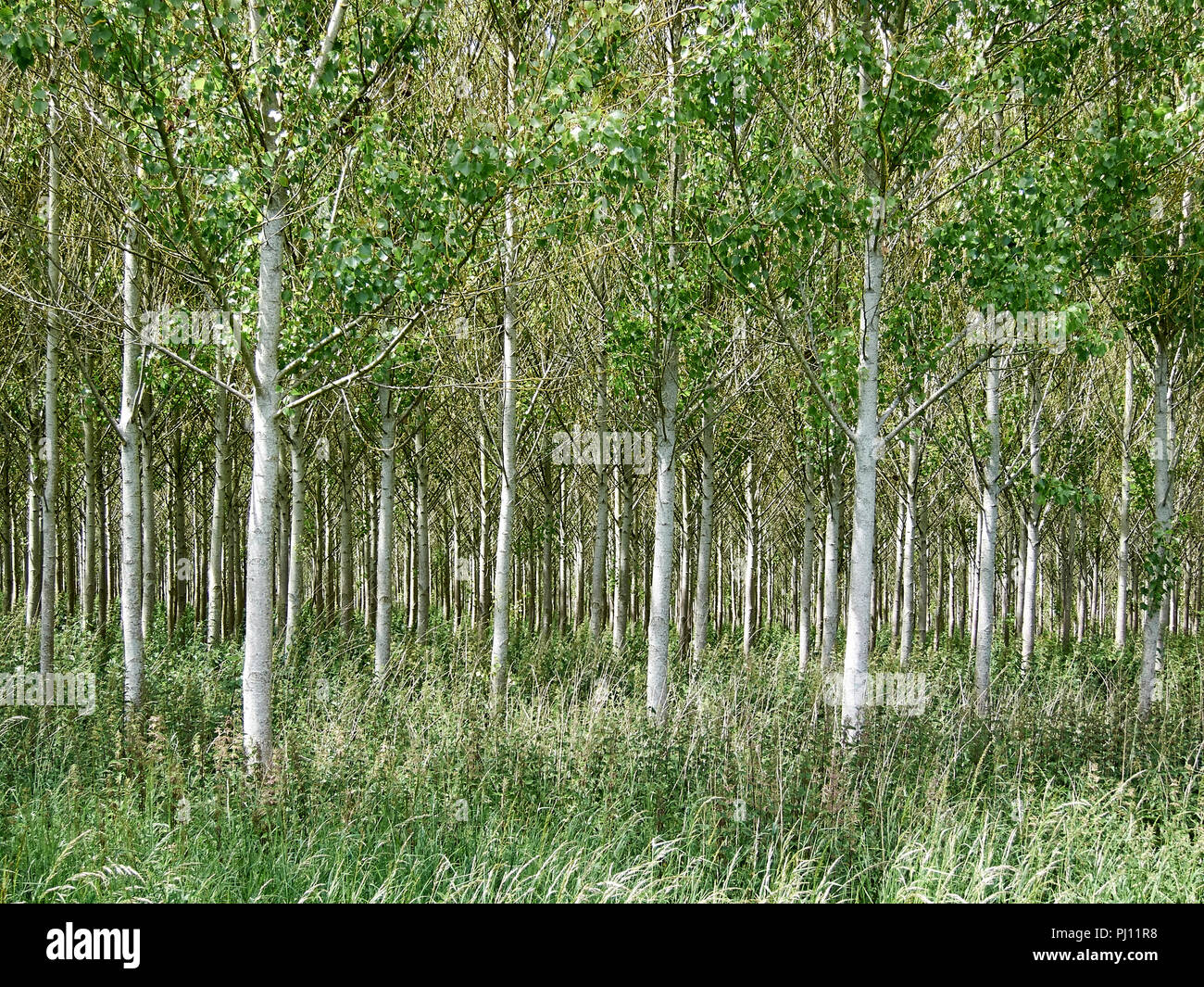 Plantation of young trees in the English countryside Stock Photo Alamy
