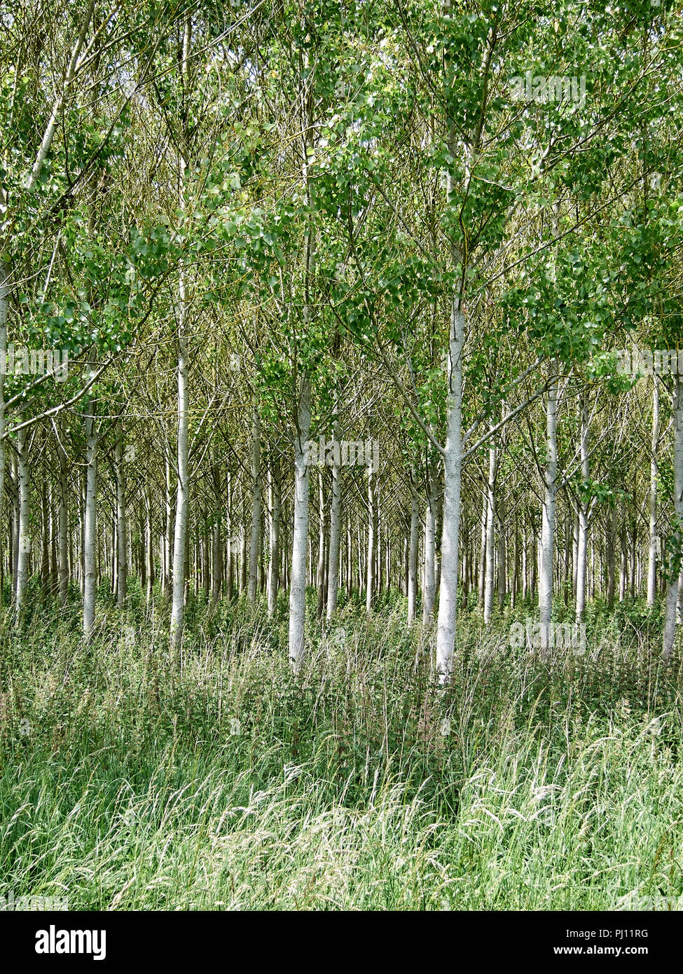 Plantation of young trees in the English countryside Stock Photo Alamy