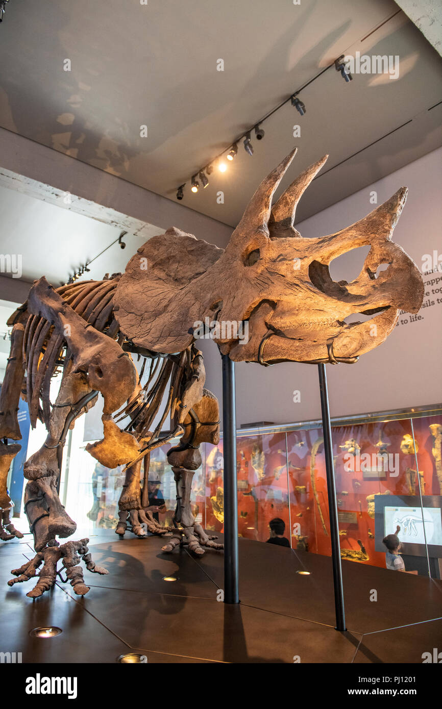 The Natural History Museum Of Los Angeles County Is The Largest Natural And Historical Museum In The Western United States Its Collections Include Ne Stock Photo Alamy