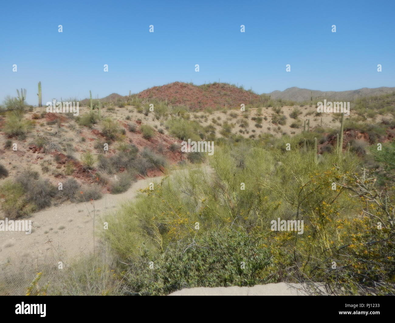 Dry river I. Arizona desert with colorful red mountains and green desert plants under bright blue sky. Stock Photo