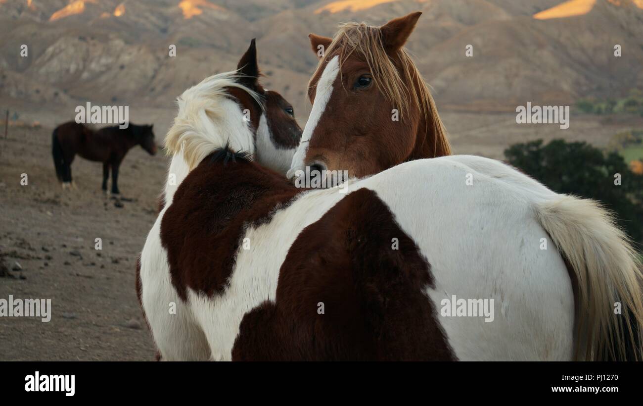 Wild horses grooming hires stock photography and images Alamy