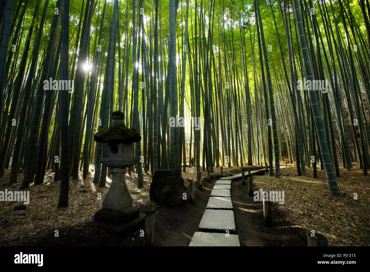Photo shows the bamboo grove in the grounds of Hokoku-ji temple in Kamakura, Japan on 25 Jan. 2012. Several regions throughout the Japanese archipelag Stock Photo