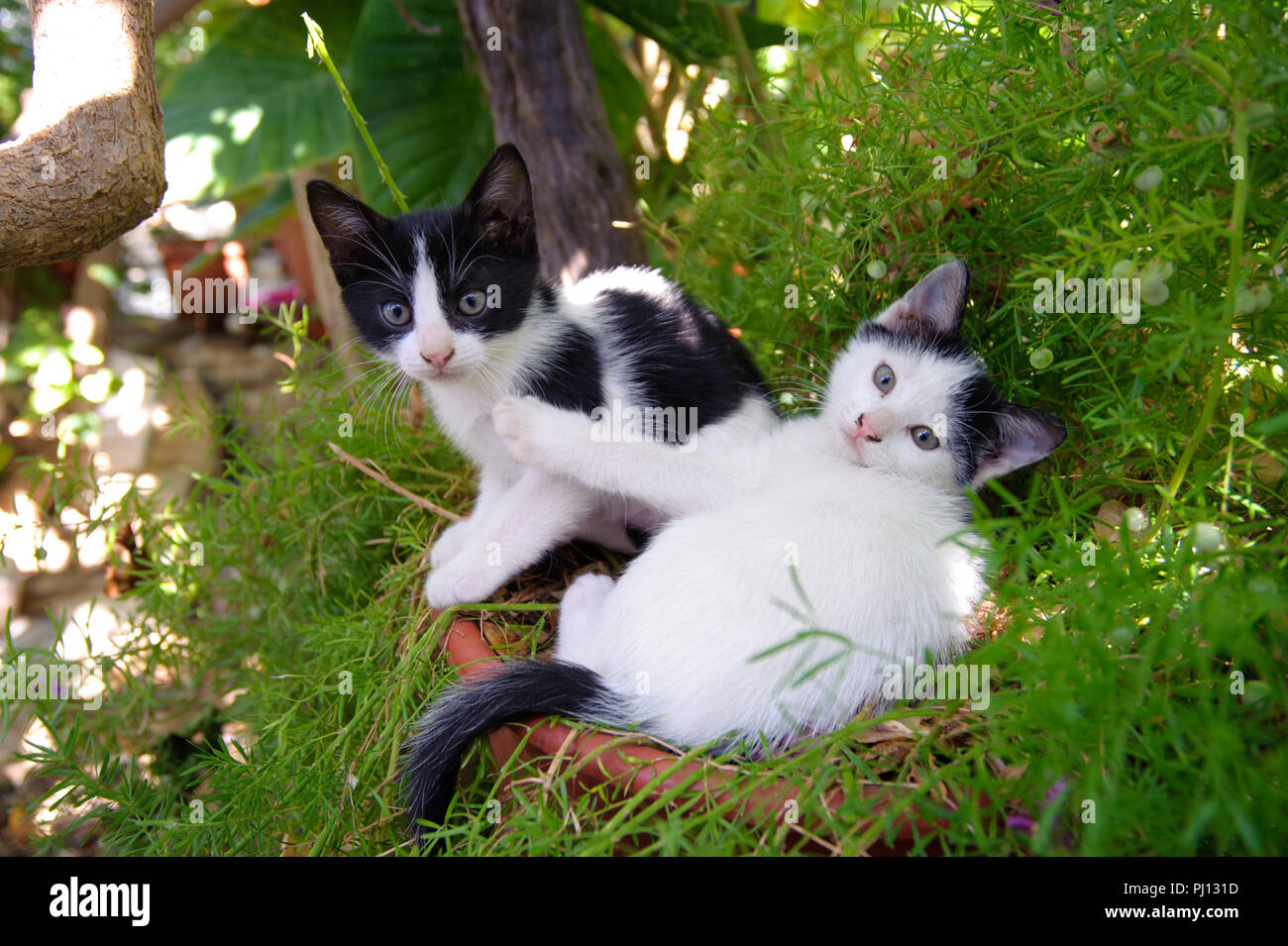 Two kittens playing together in a garden Stock Photo - Alamy