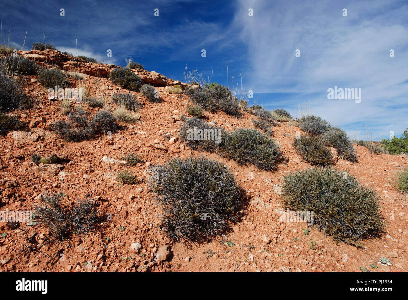Russian thistle bushes growing on the side of a hill in Dead Horse Point State Park, Utah, USA. Stock Photo
