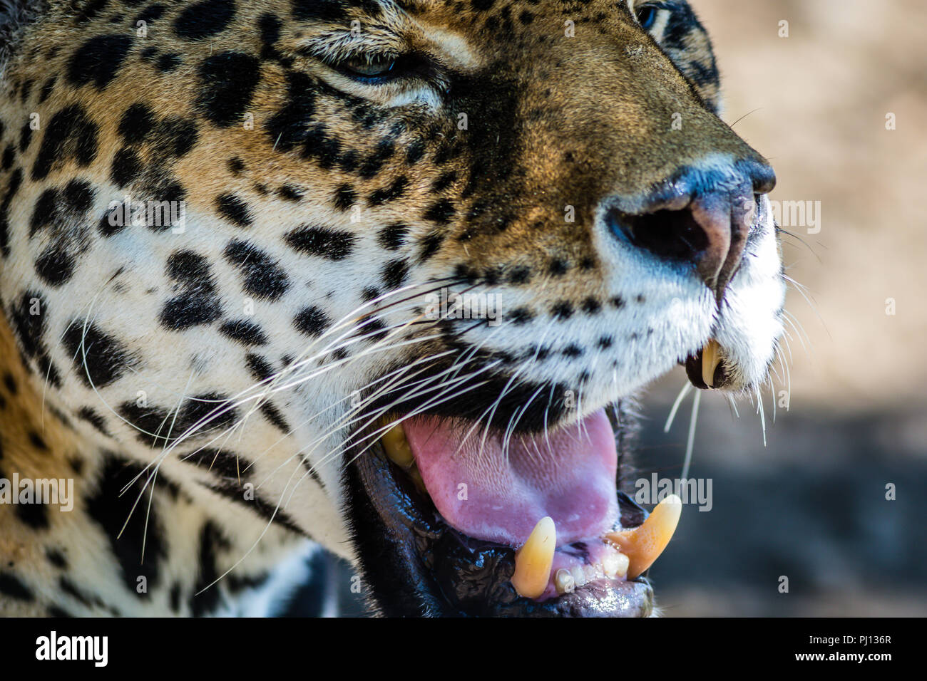 Leopard, Panthera Pardus, closeup, has beautiful spotted fur Stock ...
