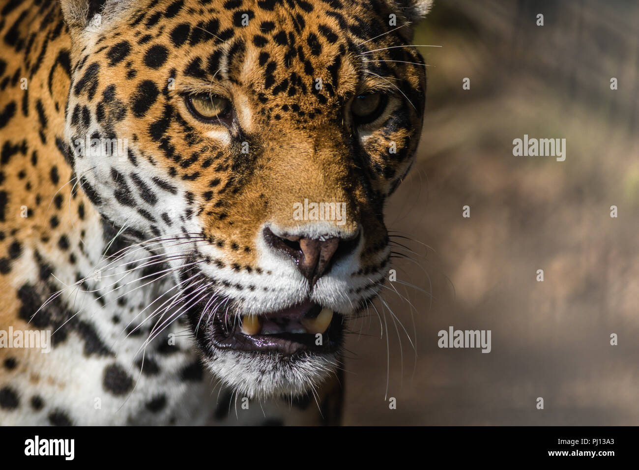 Leopard, Panthera Pardus, closeup, has beautiful spotted fur Stock ...