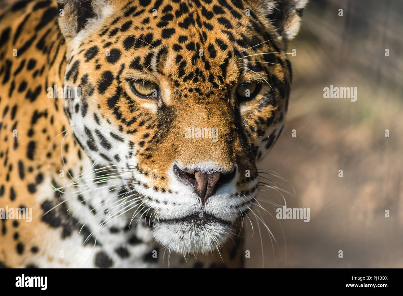 Leopard, Panthera Pardus, closeup, has beautiful spotted fur Stock Photo
