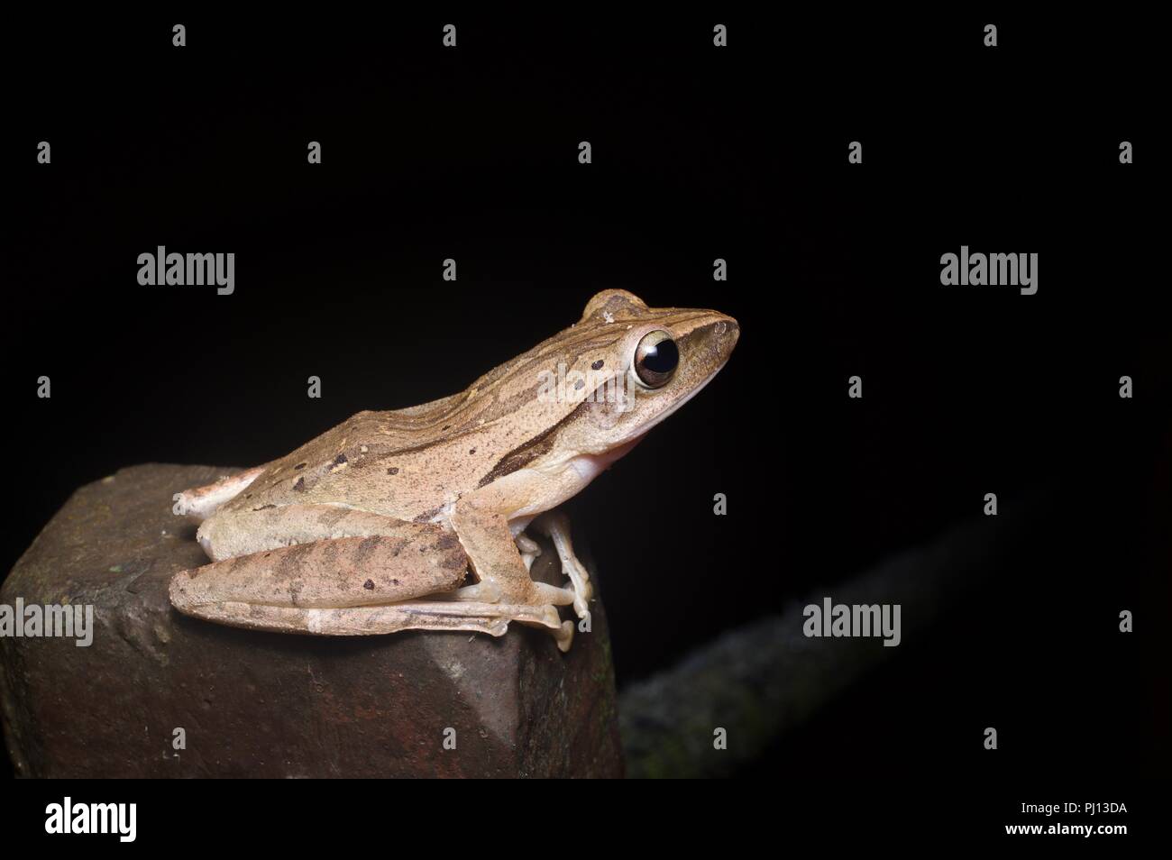 A Four-lined Tree Frog (Polypedates leucomystax) perched on a rock in the rainforest of Kubah National Park, Sarawak, East Malaysia, Borneo Stock Photo