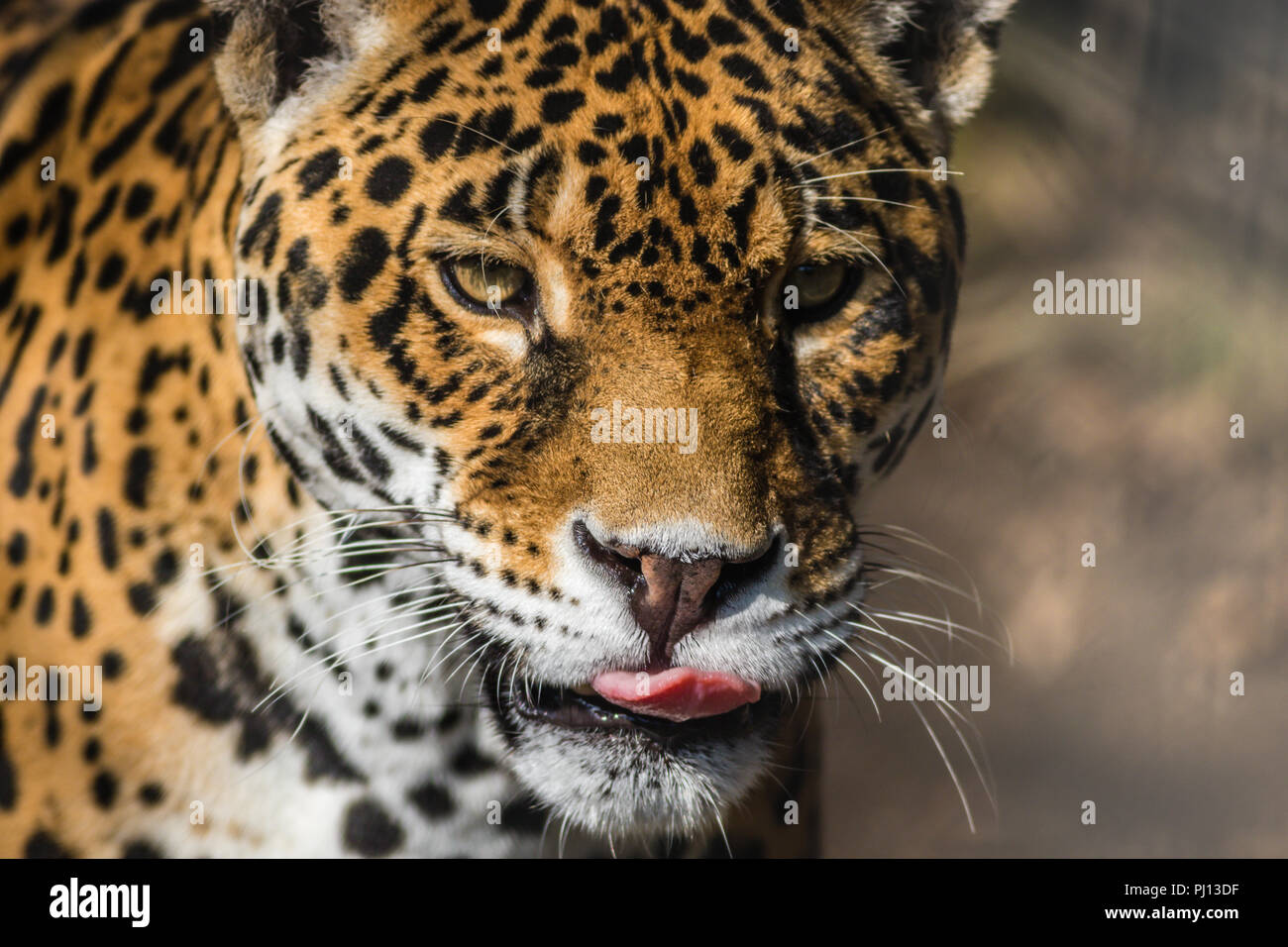 Normal Leopard Leopard, Panthera Pardus, closeup, has beautiful spotted fur Stock ...