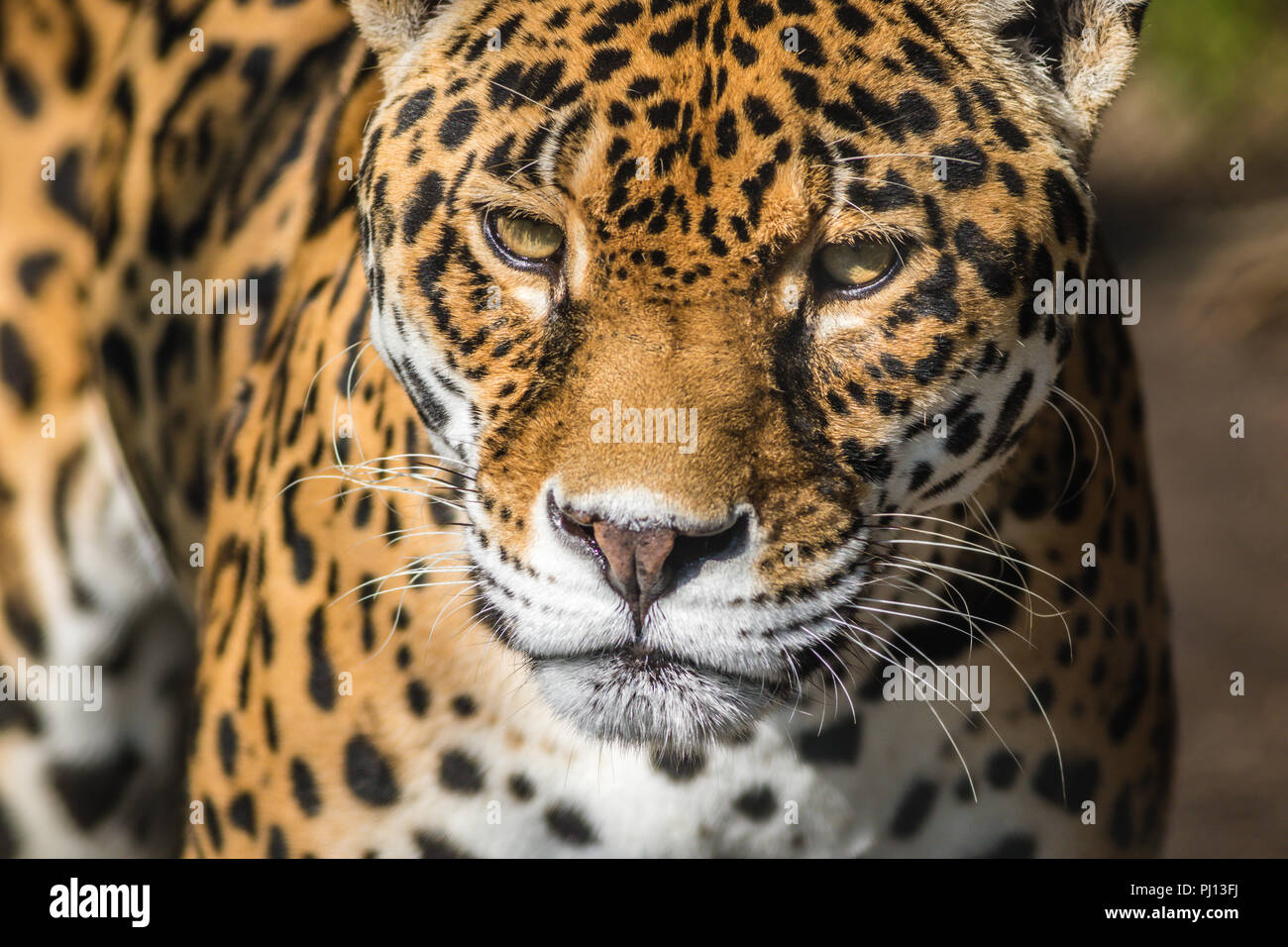 Normal Leopard Leopard, Panthera Pardus, closeup, has beautiful spotted fur Stock ...