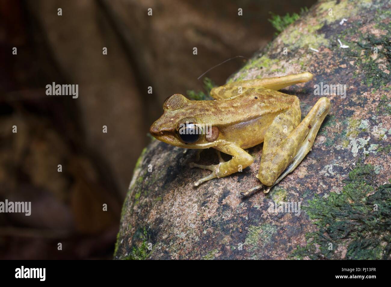Meristogenys penrissenensis hires stock photography and images Alamy