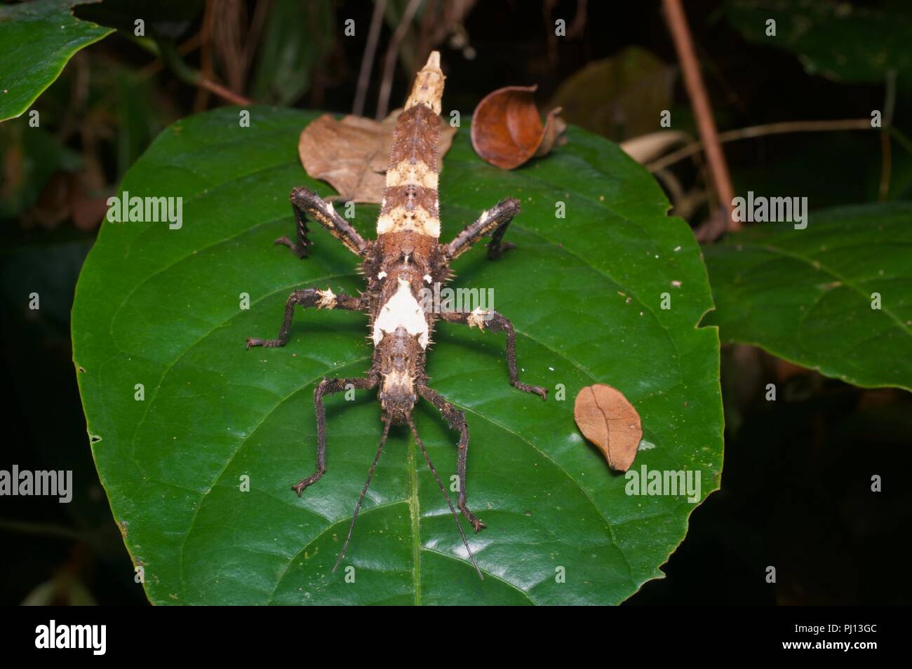 A stick insect (phasmid) on a rainforest leaf at night in Kubah National Park, Sarawak, East Malaysia, Borneo. Stock Photo