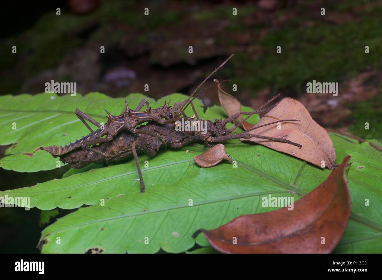 A mating pair of stick insects (phasmids) on a rainforest leaf at night in Kubah National Park, Sarawak, East Malaysia, Borneo. Stock Photo