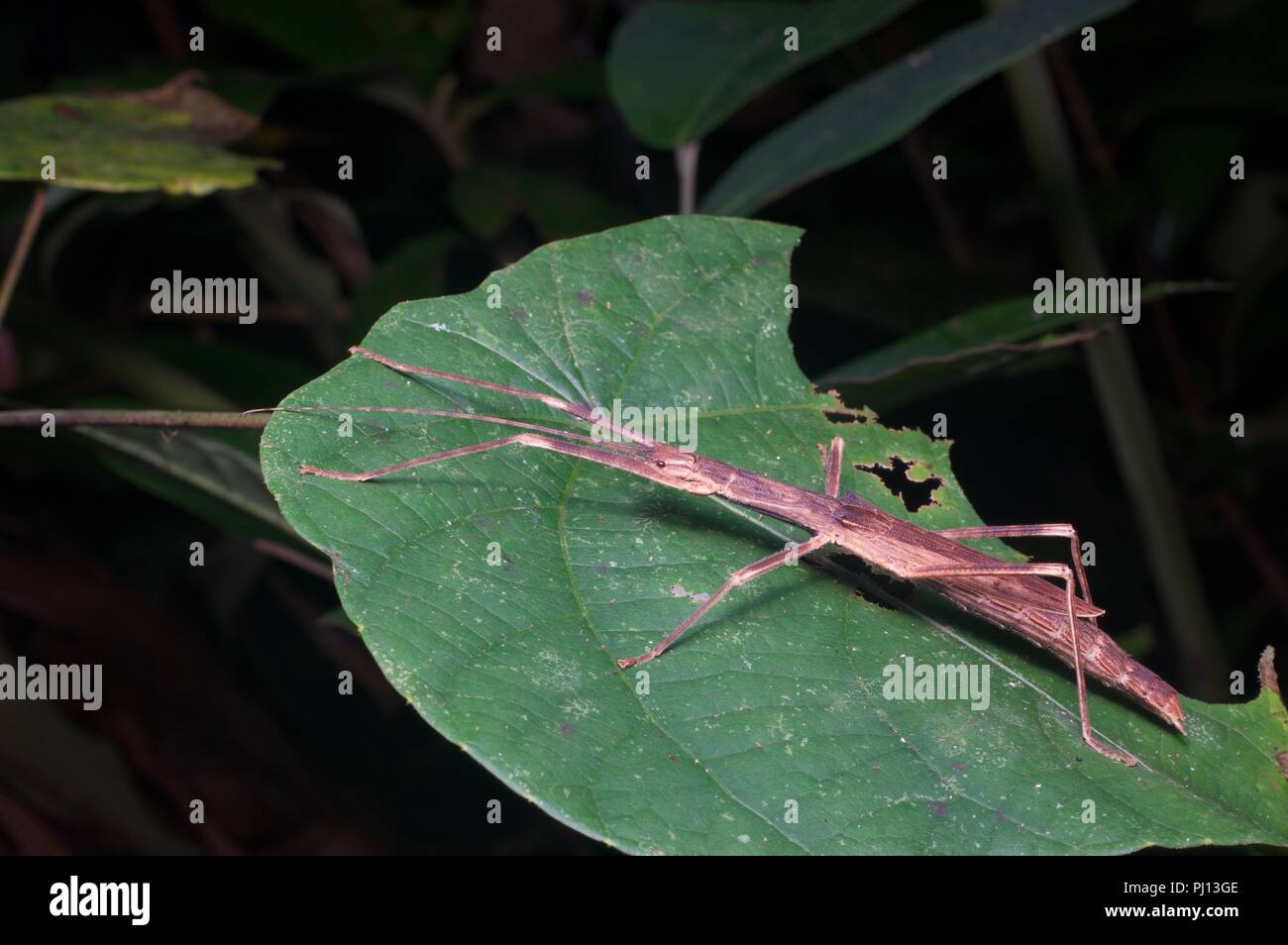A stick insect (phasmid) on a rainforest leaf at night in Kubah National Park, Sarawak, East Malaysia, Borneo. Stock Photo