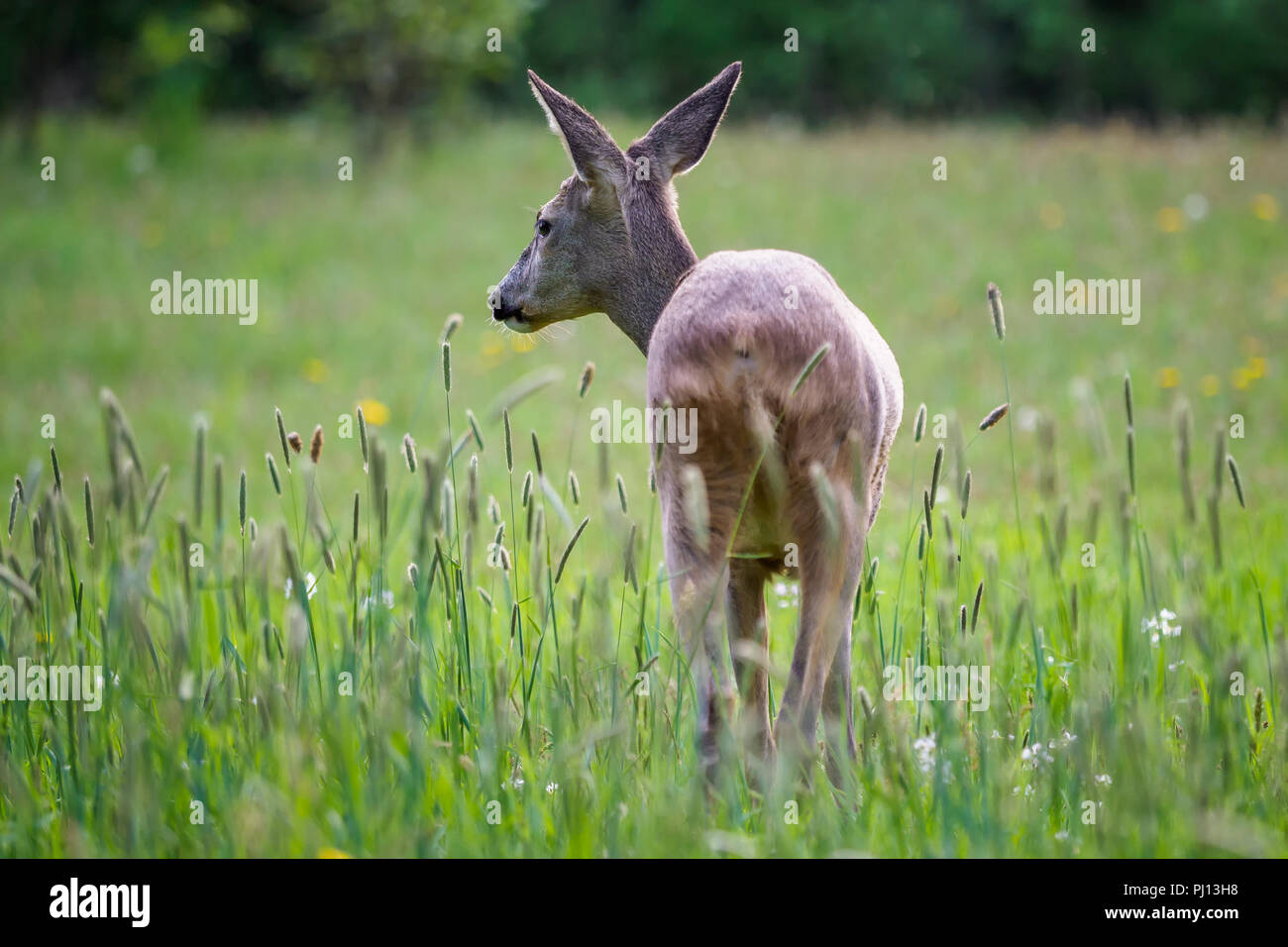 Roe deer fawns and spring hi-res stock photography and images - Alamy