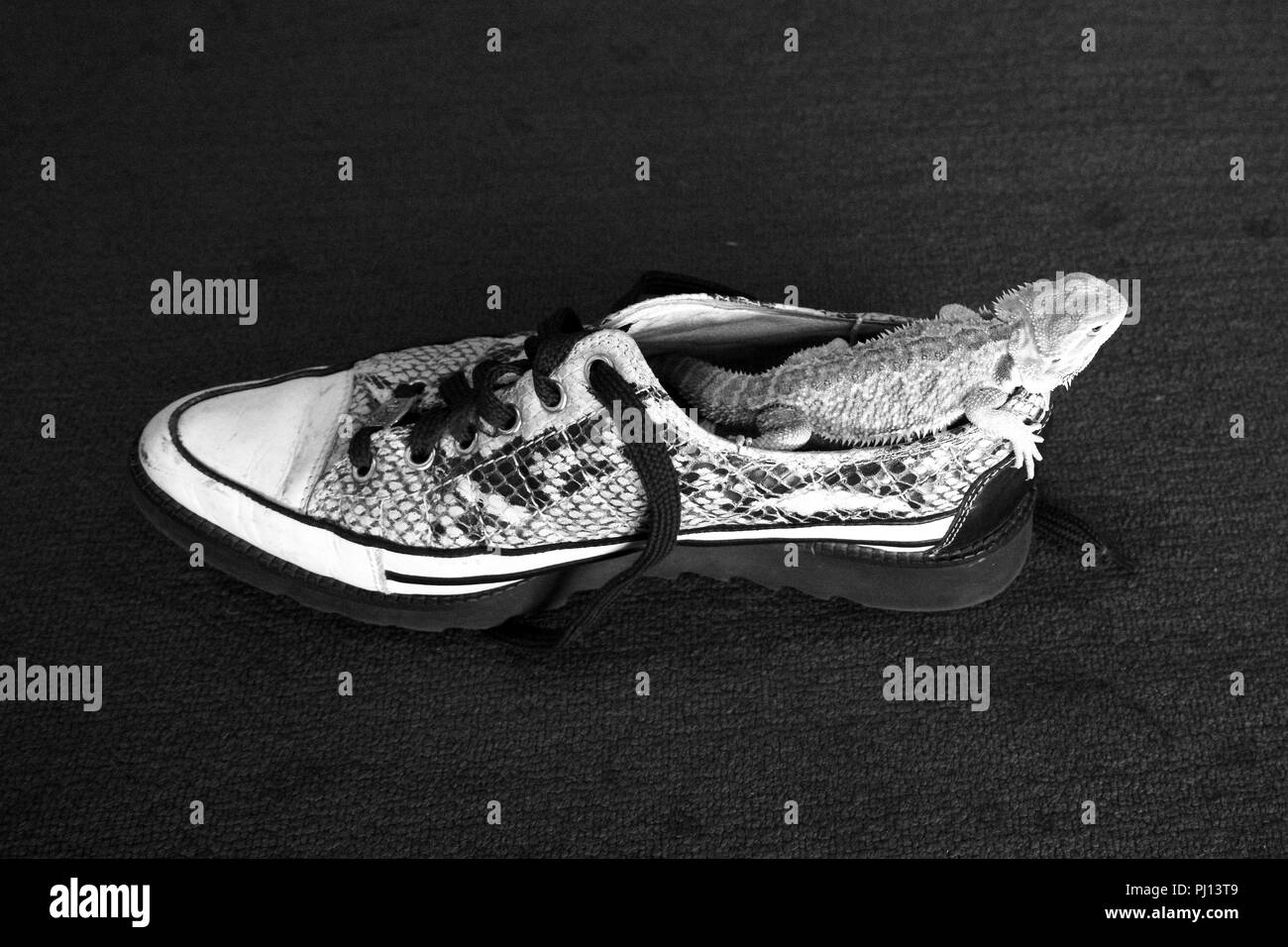 bearded dragon shoes