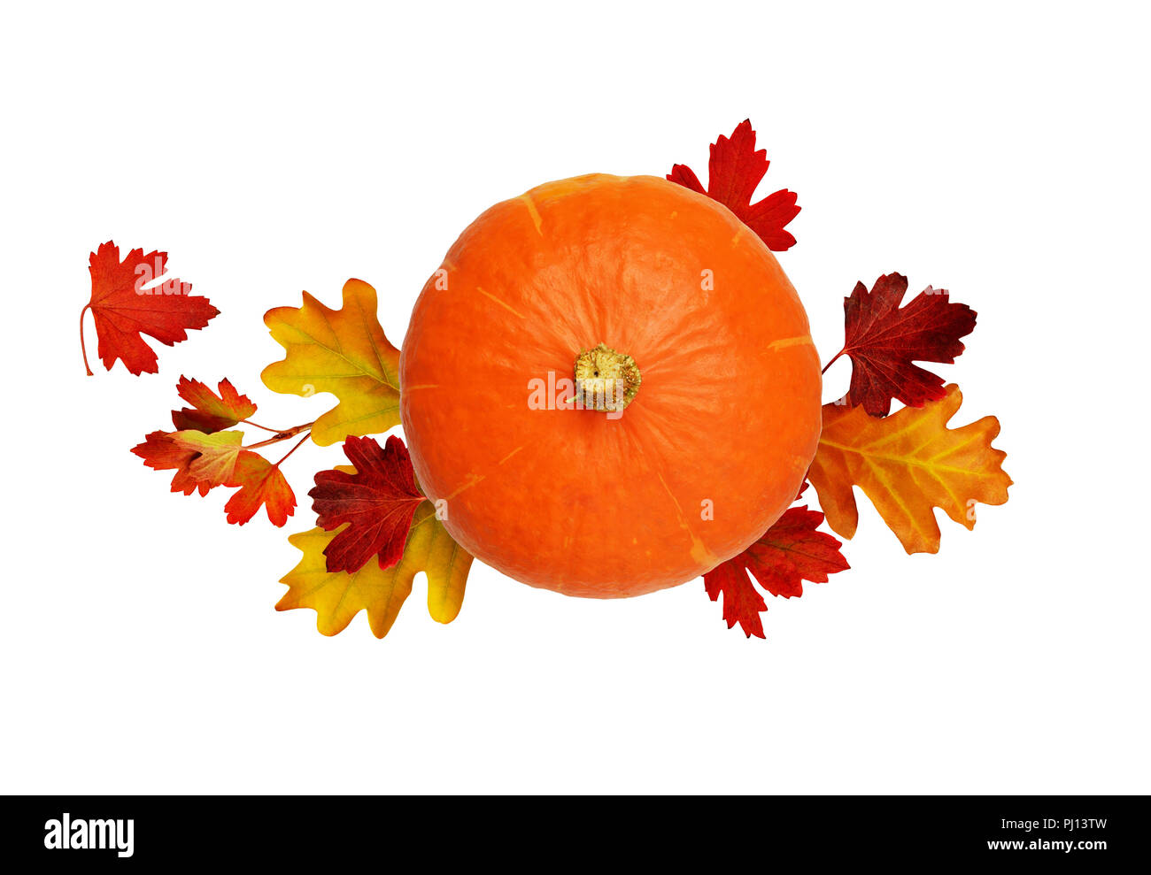 Round pumpkin with autumn leaves isolated on white background. Top view. Flat lay. Halloween arrangement. Stock Photo