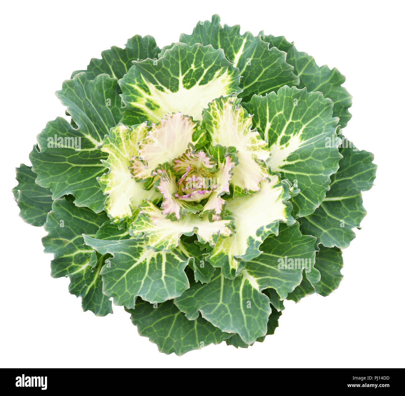 Brassica oleracea var acephala kale Cut Out Stock Images & Pictures Alamy