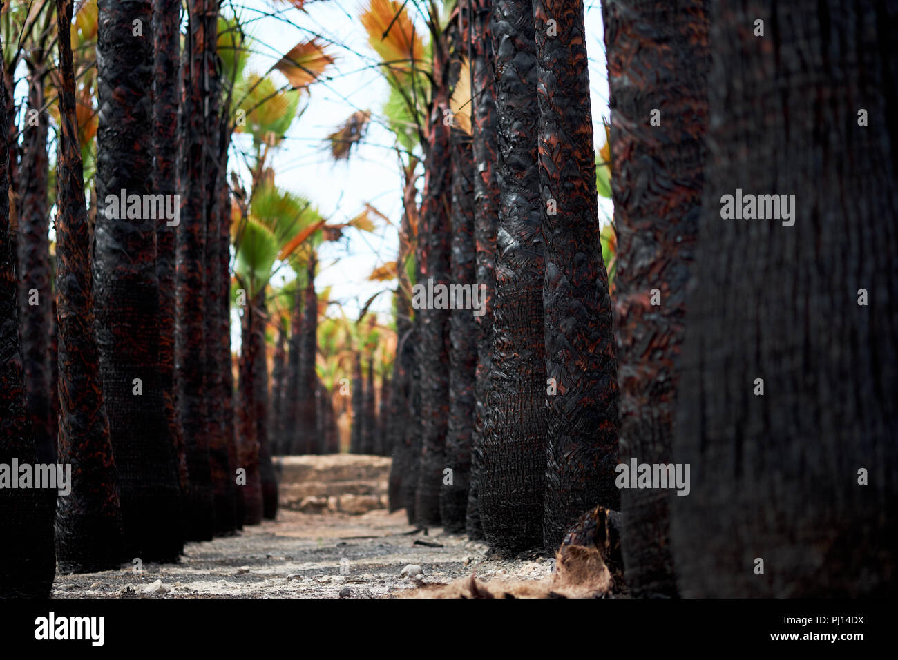 Black burned stem of palm trees after fire. Pathway, footpath along