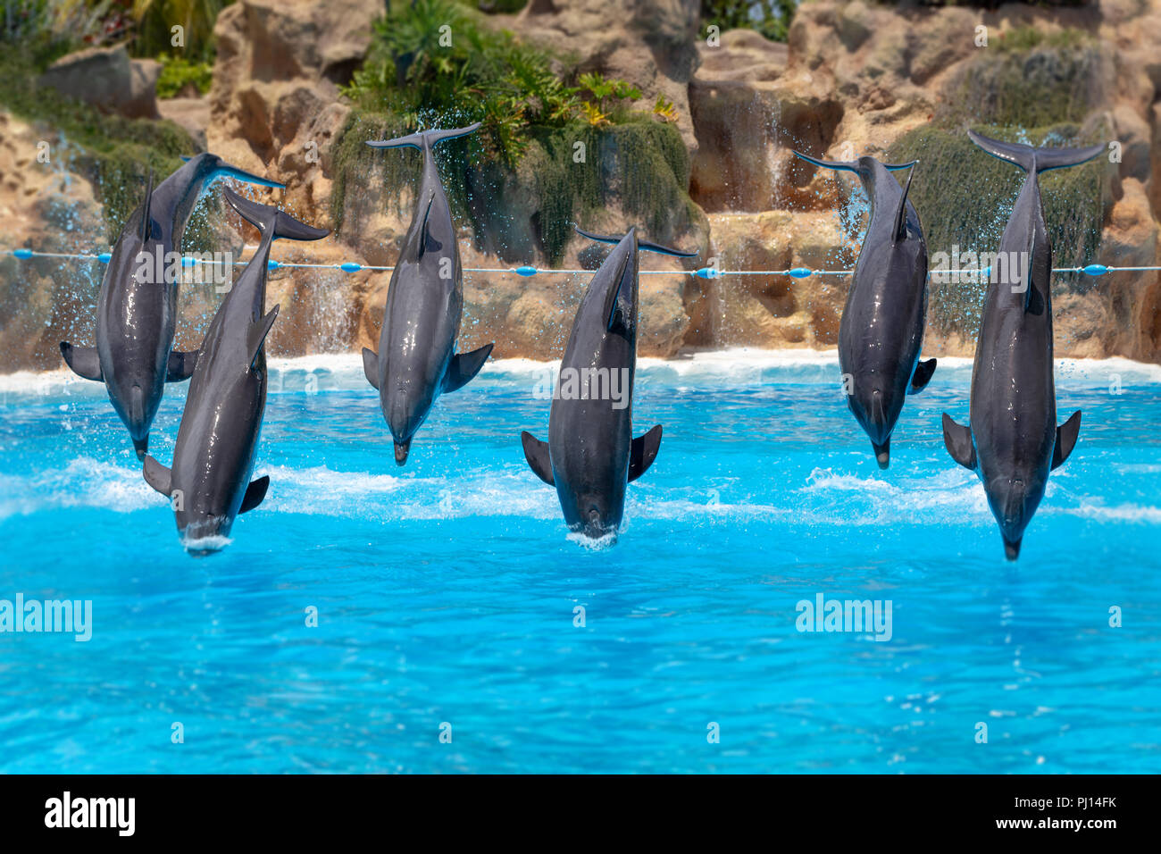 Group of jumping dolphins during show in zoo. Stock Photo