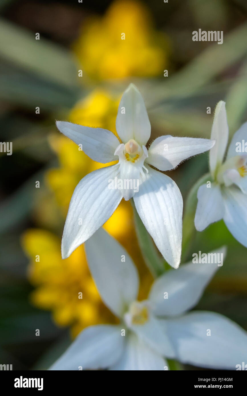 Caladenia marginata, White Fairy Orchid Stock Photo