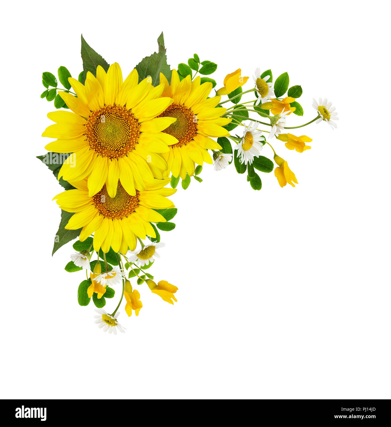 Sunflowers, daisies and acacia flowers in a corner arramgement isolated on white background. Flat lay. Top view. Stock Photo