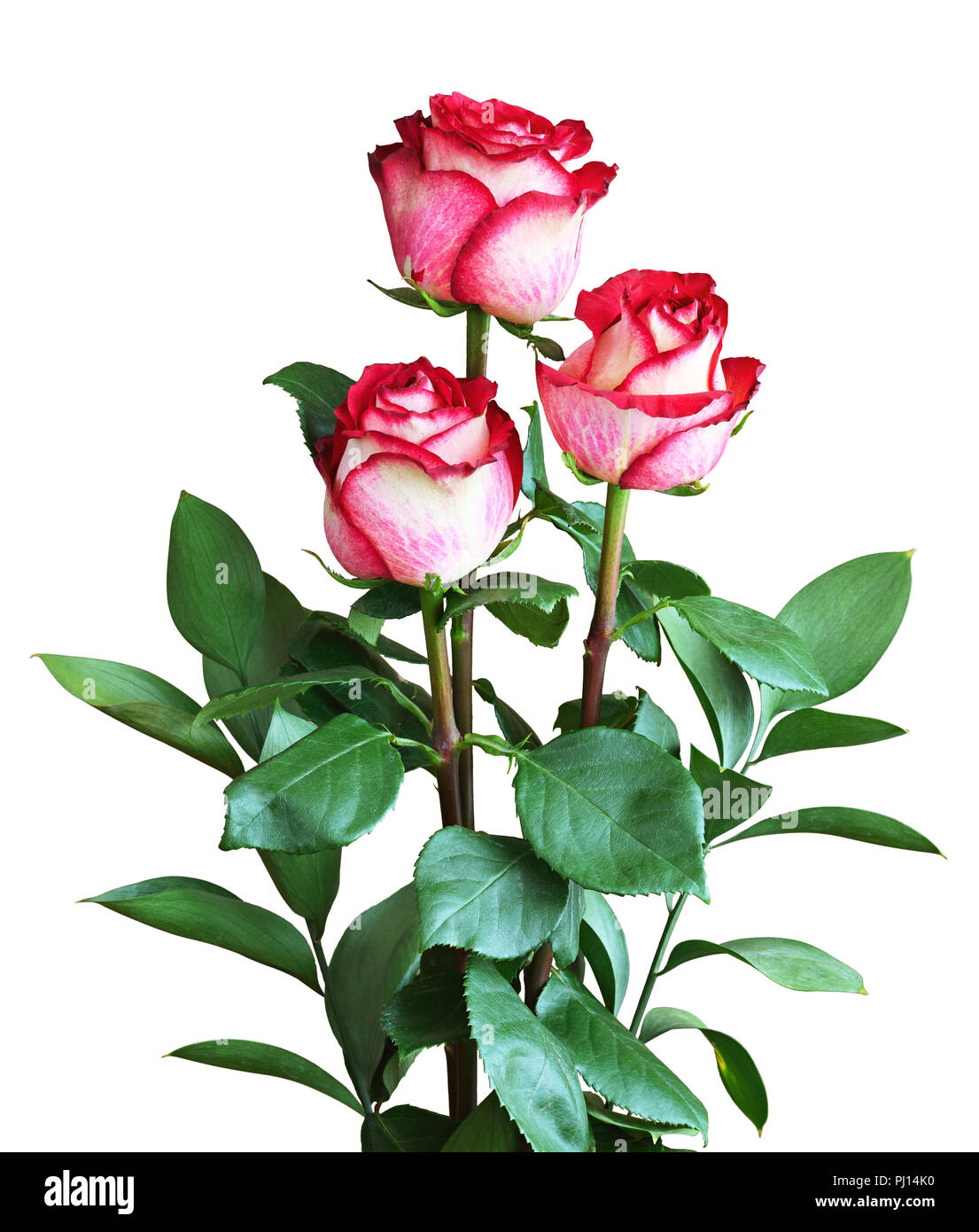 Bouquet of red and white rose flowers isolated on white Stock Photo Alamy