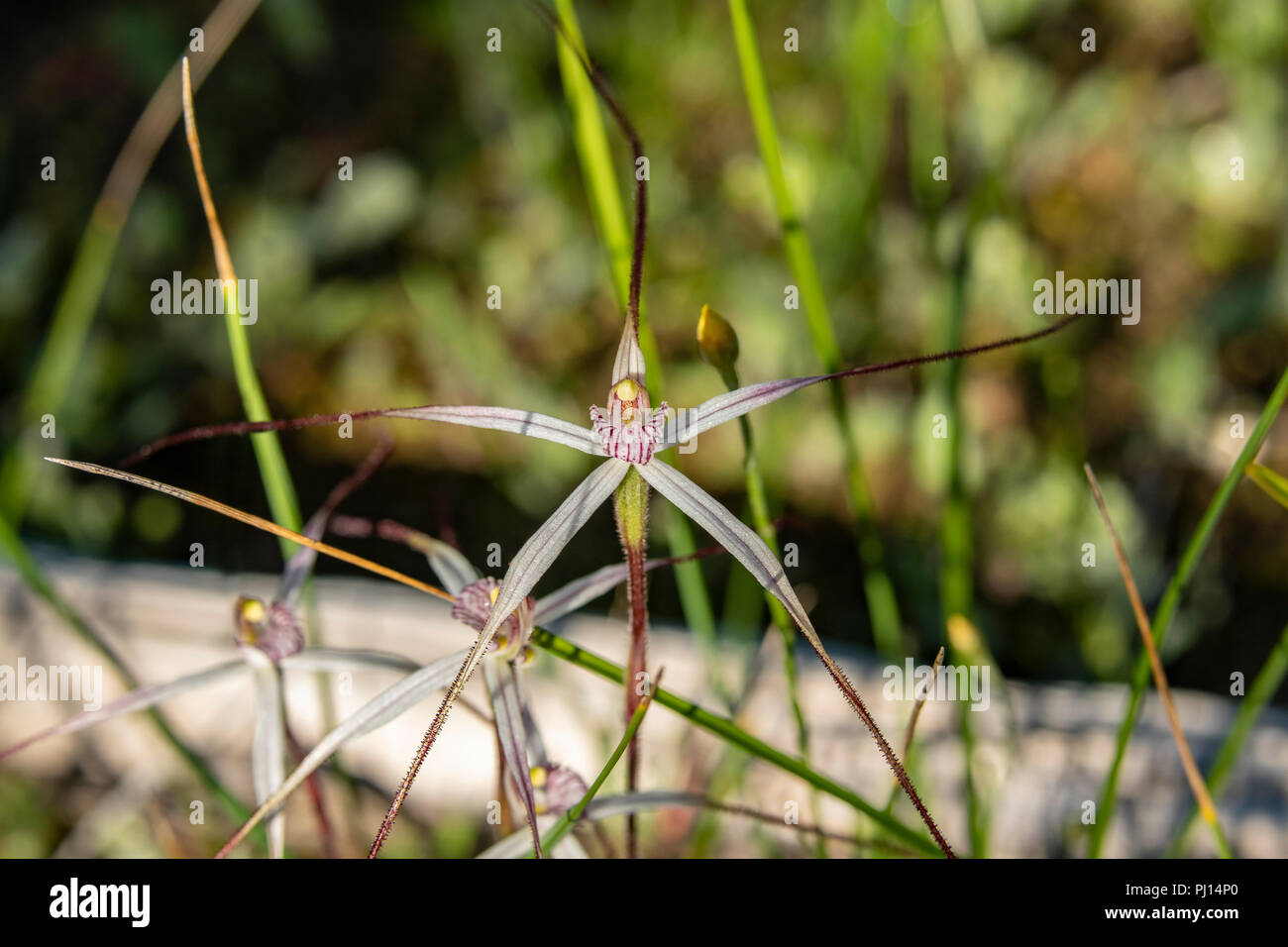 Caladenia longicauda ssp. albella, Small-lipped Spider Orchid Stock Photo