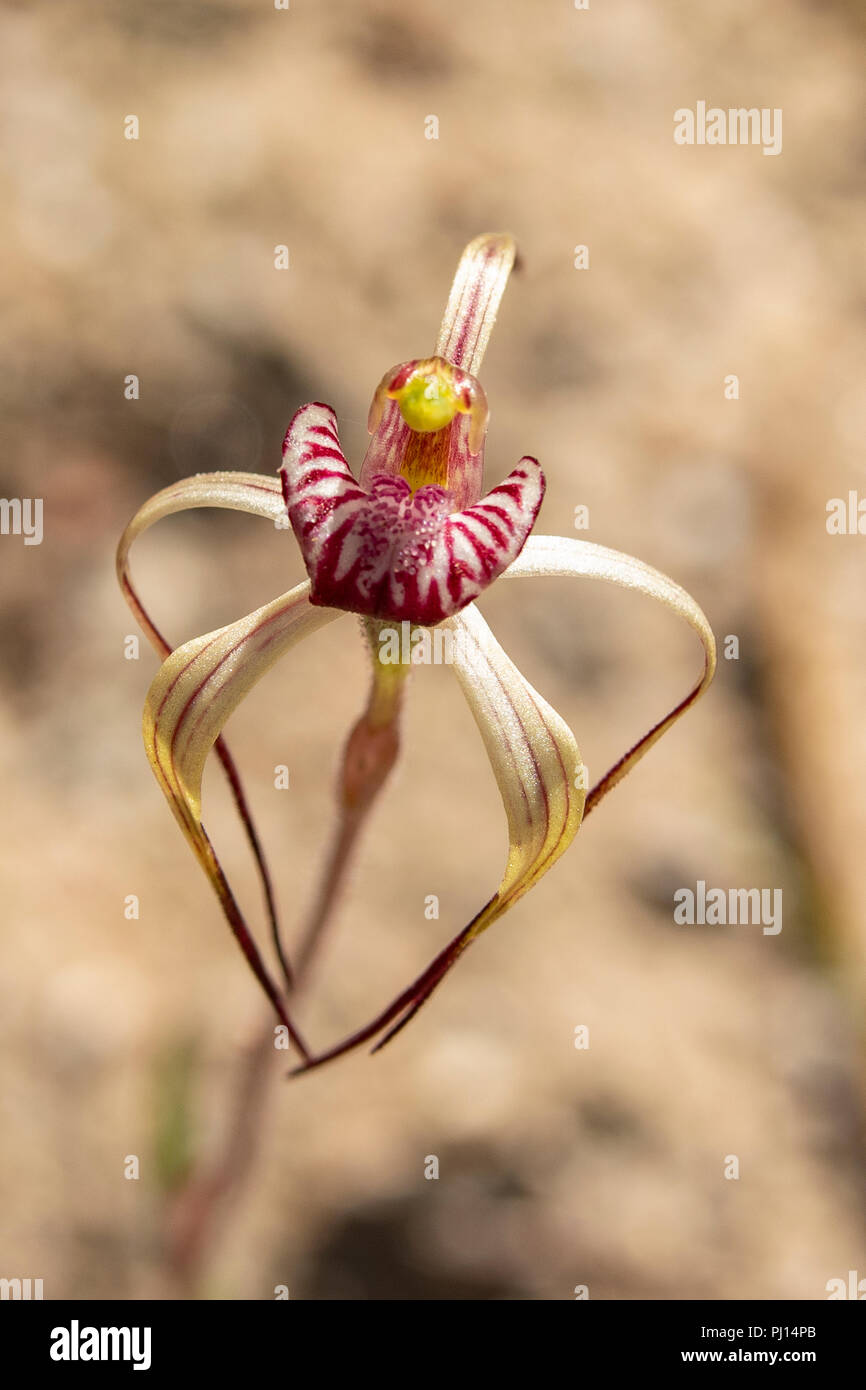Caladenia radialis, Drooping Spider Orchid Stock Photo