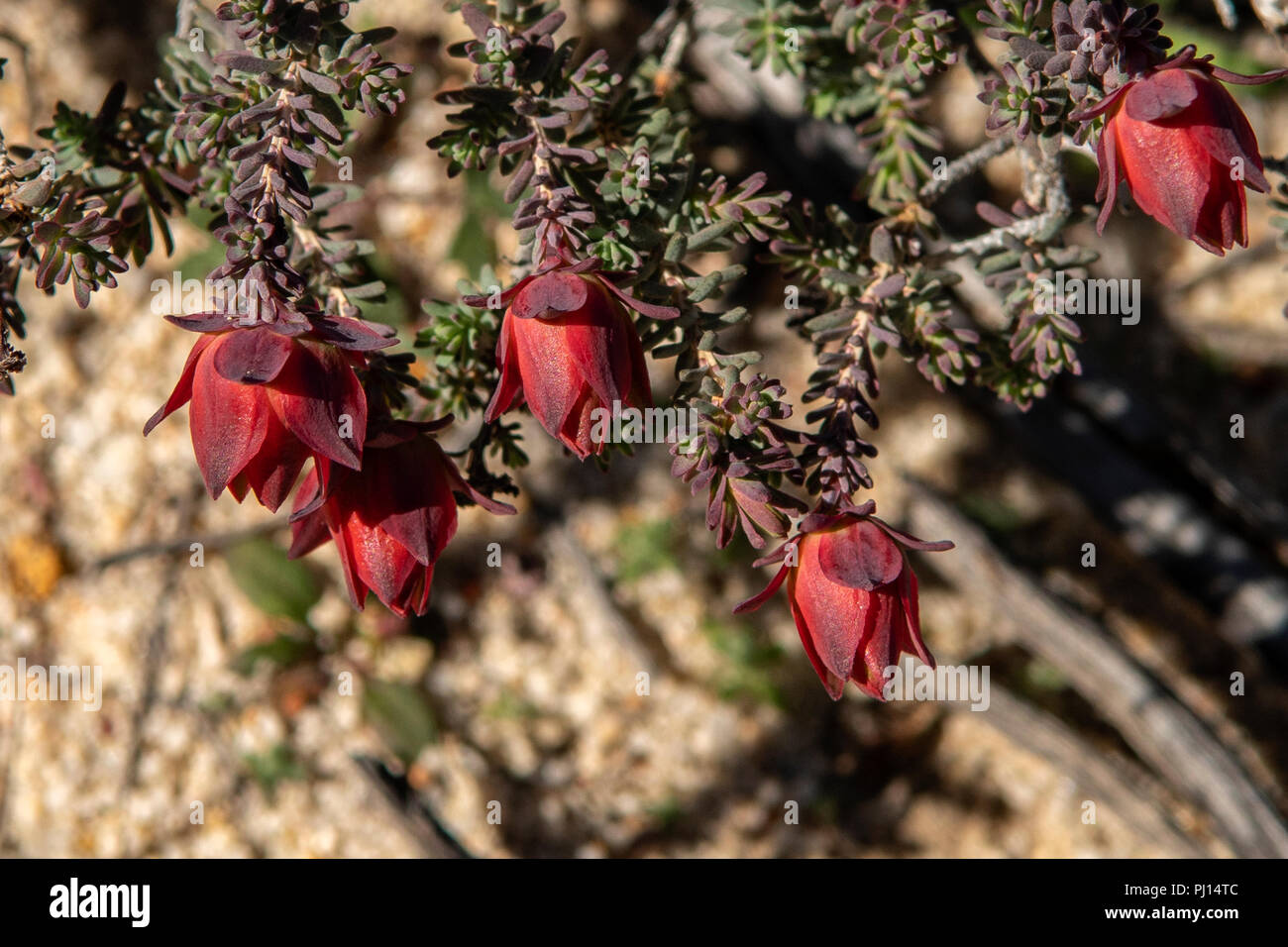 Darwinia purpurea, Rose Darwinia Stock Photo