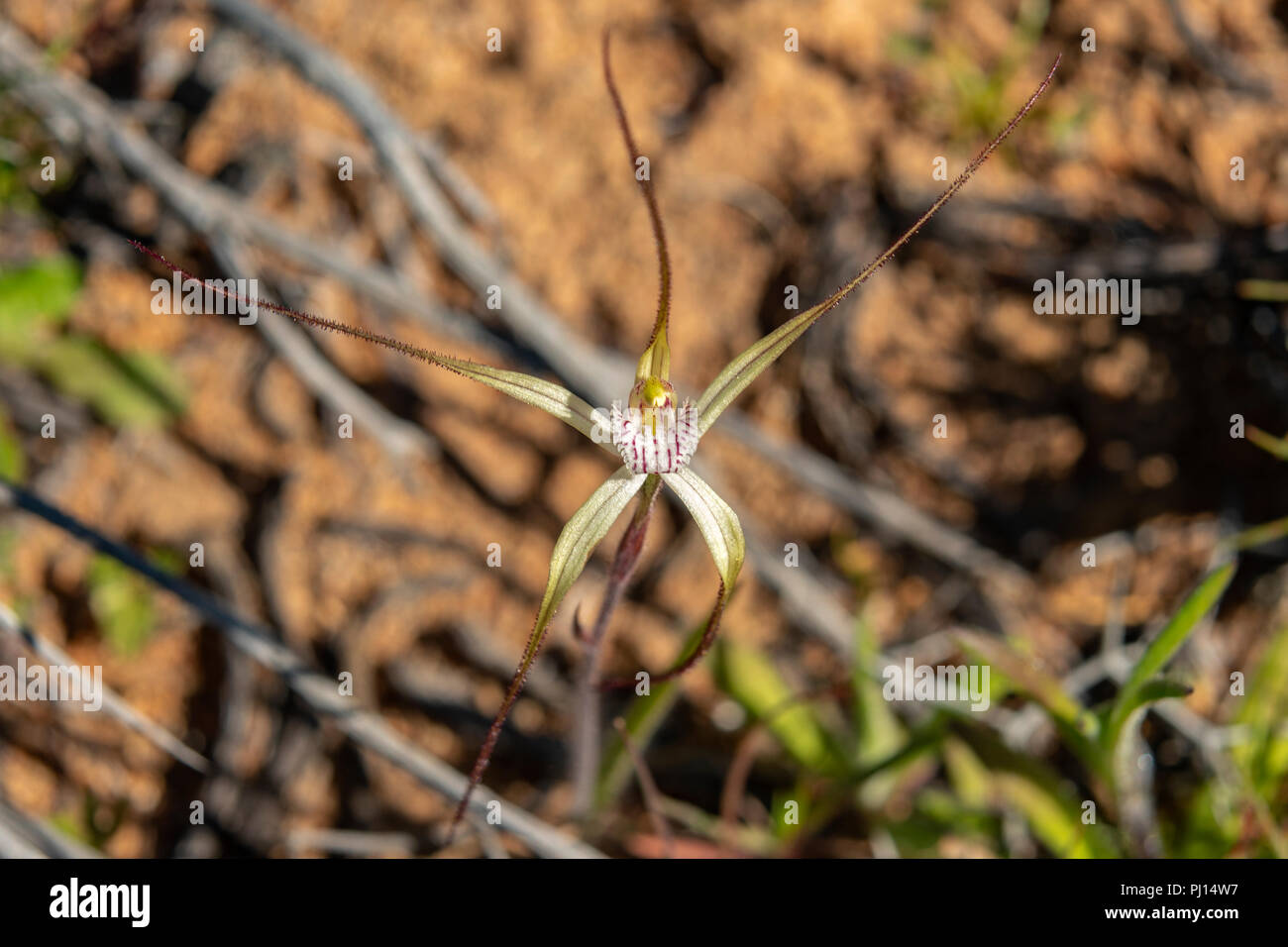 Caladenia polychroma, Common Spider Orchid Stock Photo