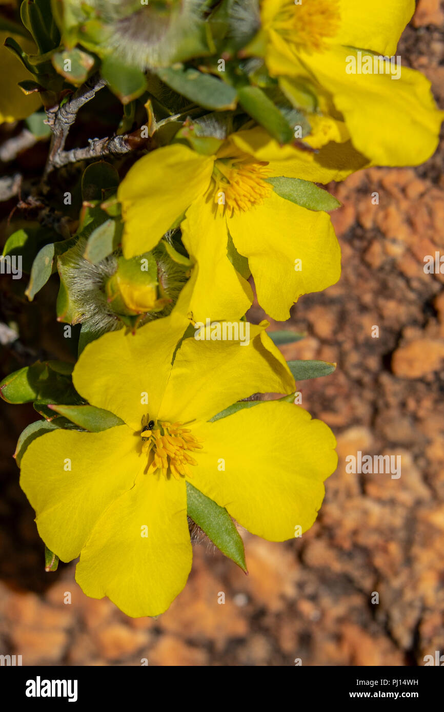 Hibbertia hypericoides, Yellow Buttercup Stock Photo