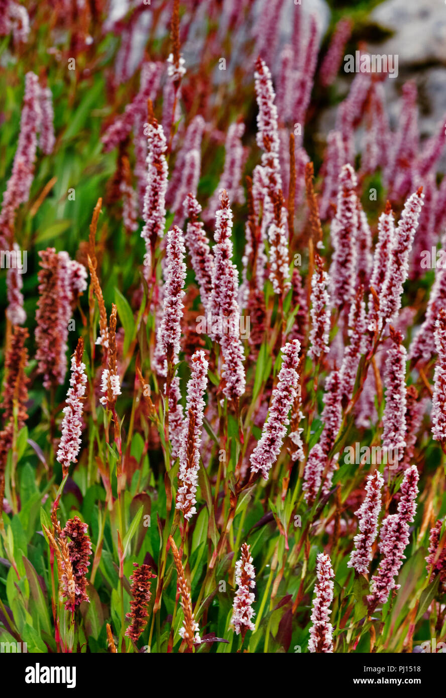 Beautiful and colored himalayan bistort flowers (poligonum affine -knotweed ) ,cylindrical spikes with many pale pink or rose-red flowers ,vertical co Stock Photo