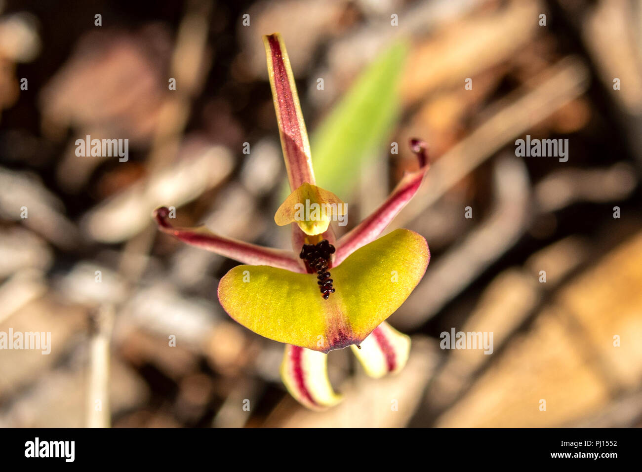 Caladenia roei, Ant Orchid Stock Photo
