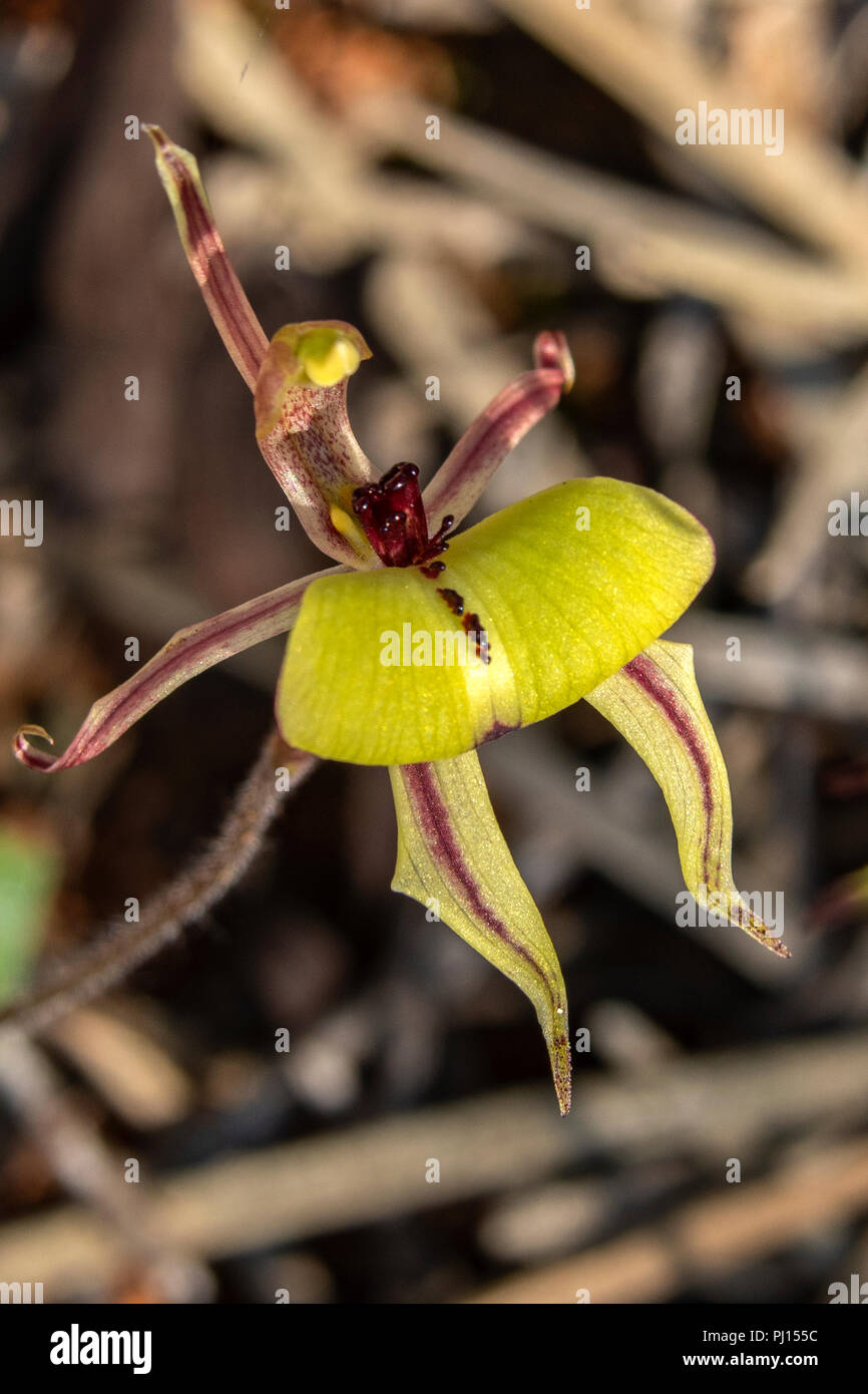 Caladenia roei, Ant Orchid Stock Photo