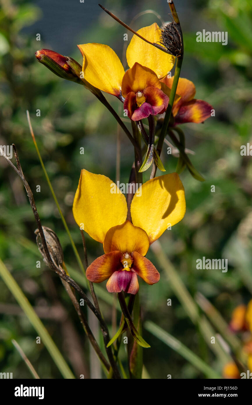 Diuris magnifica, Pansy Orchid Stock Photo