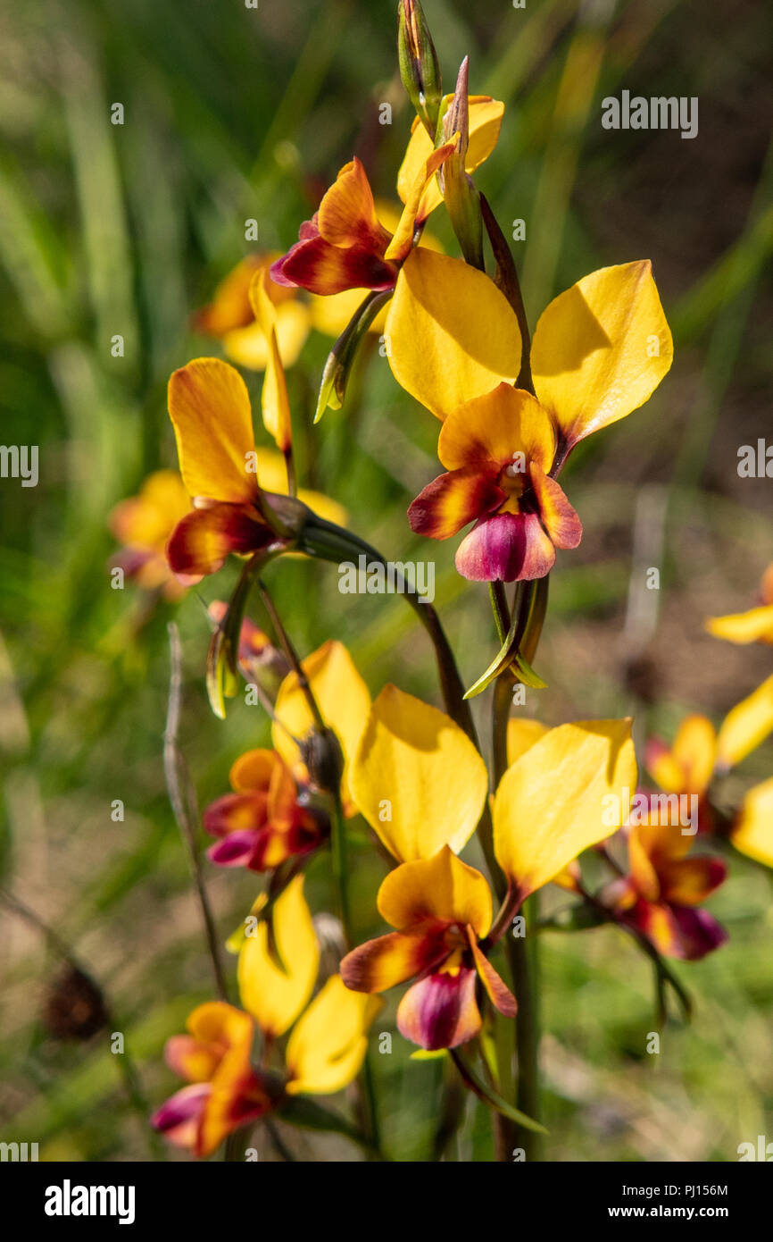 Diuris magnifica, Pansy Orchids Stock Photo