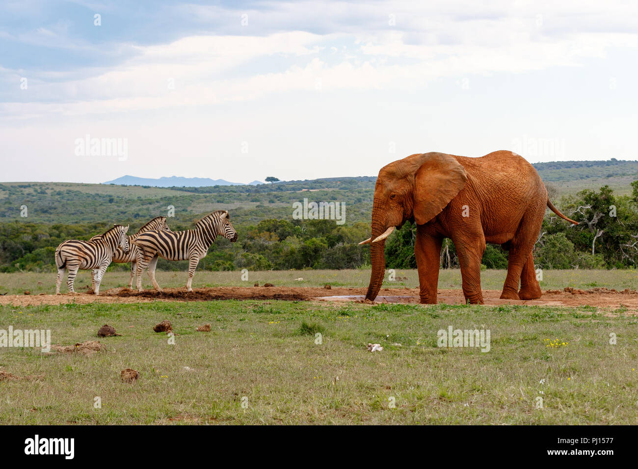Elephant watching the zebras at the watering hole. Stock Photo