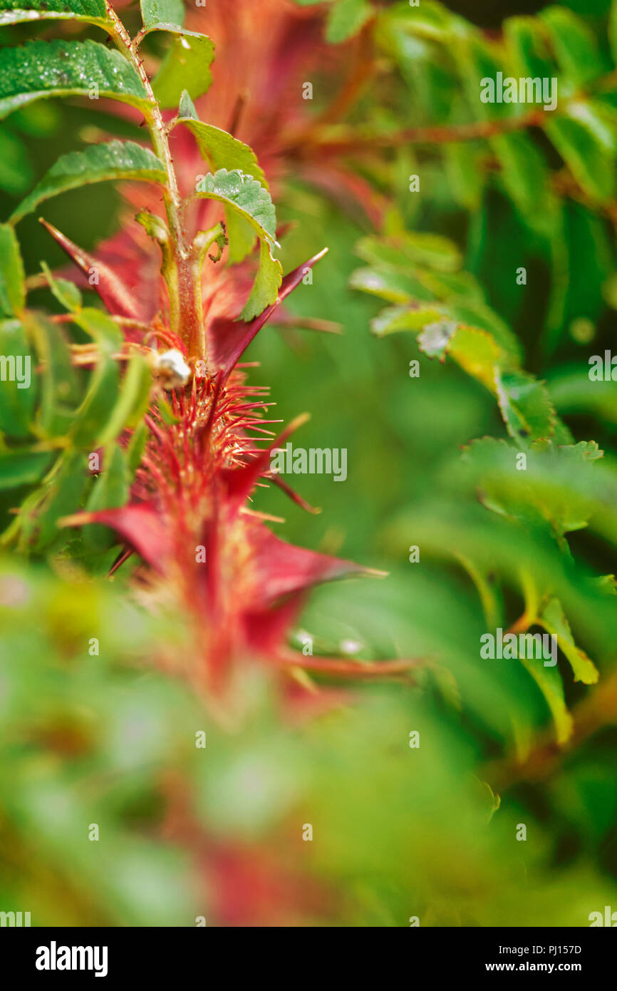 Close up of a silky rose twig with red winged thorns  , detail of the toothed leaves , fantastic red -green color contrast ,selective focus , vertical Stock Photo