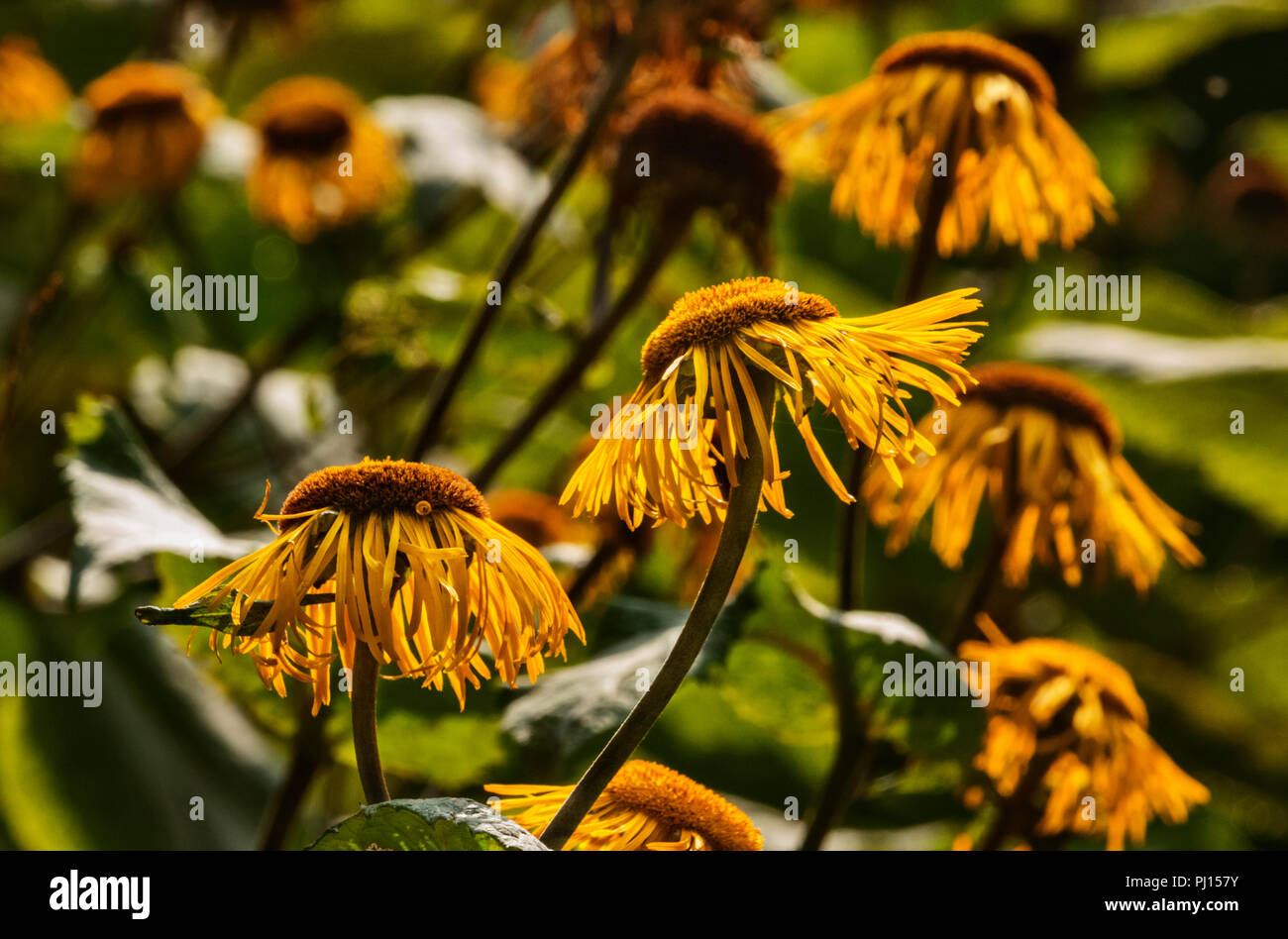 Several telekia speciosa flowers  ( heartleaf oxeye or yellow oxeye ),daisy-like flower head with yellow rays and large flattened orange center disk , Stock Photo