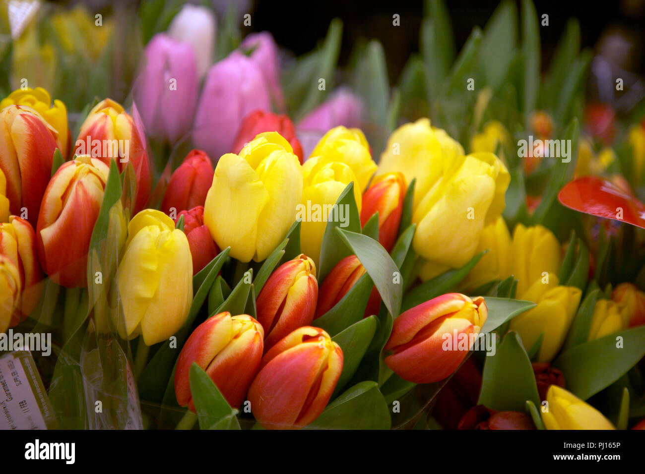 Waitrose flowers on display in store Stock Photo Alamy
