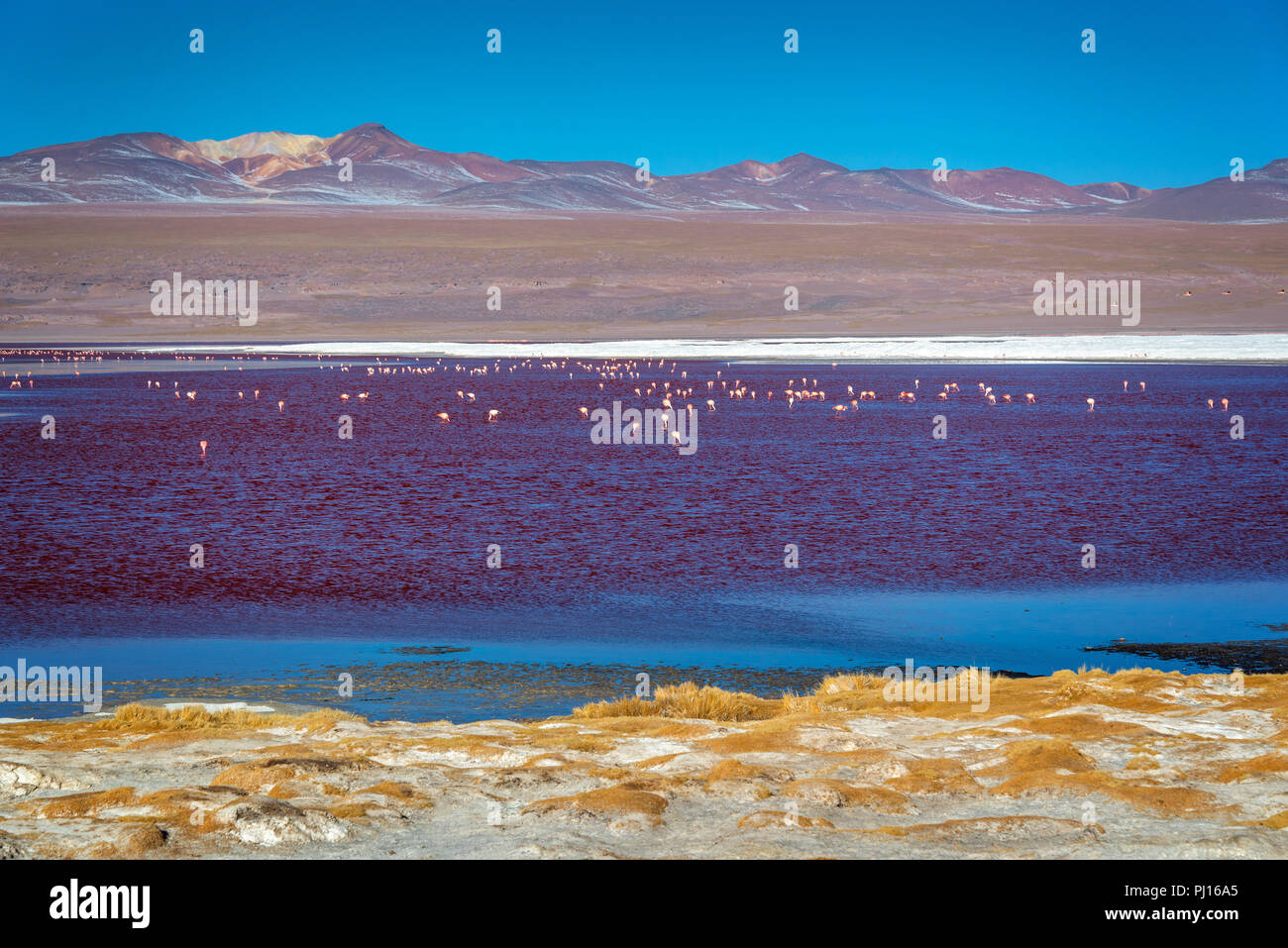 Flamingos on Laguna Colorada, colorful salt lake in Sur Lipez province, Potosi, Bolivia Stock Photo