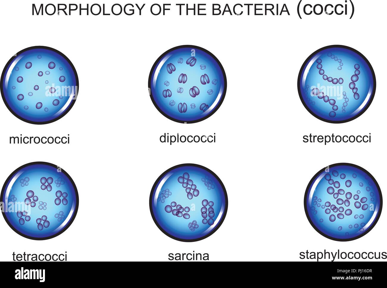 vector illustration of microorganism morphology. cocci, microbiology Stock Vector
