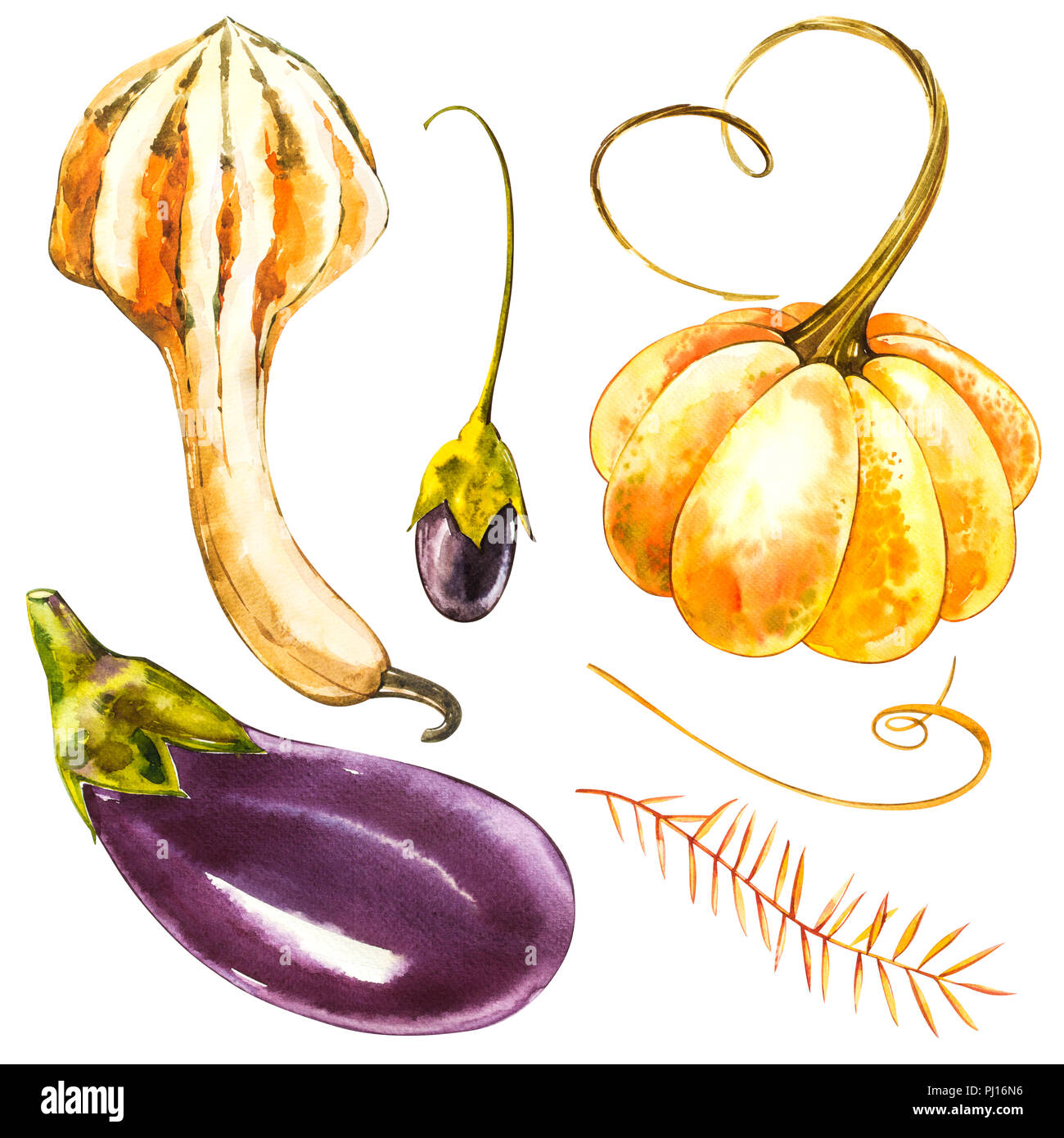 Pumpkins set. Hand drawn watercolor painting on white background ...