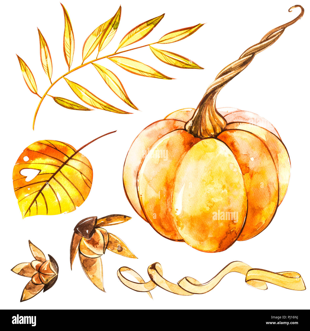 Pumpkins set. Hand drawn watercolor painting on white background ...