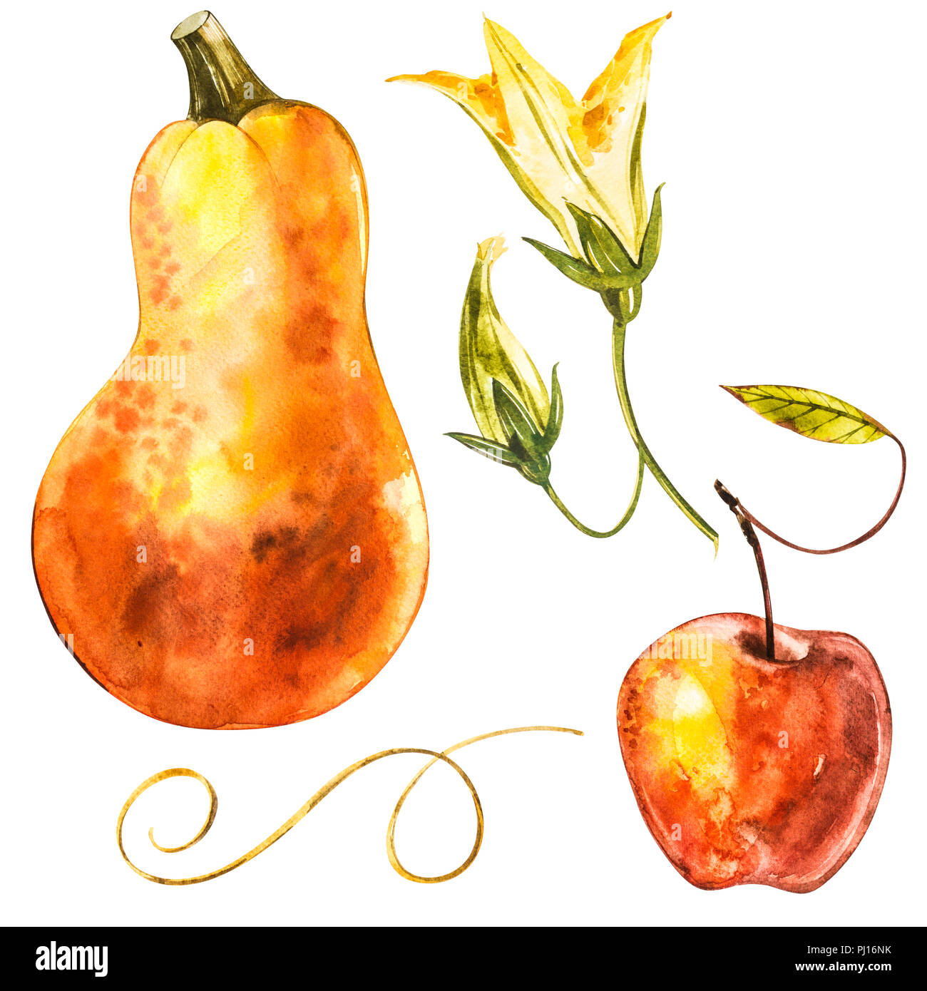 Pumpkins set. Hand drawn watercolor painting on white background ...