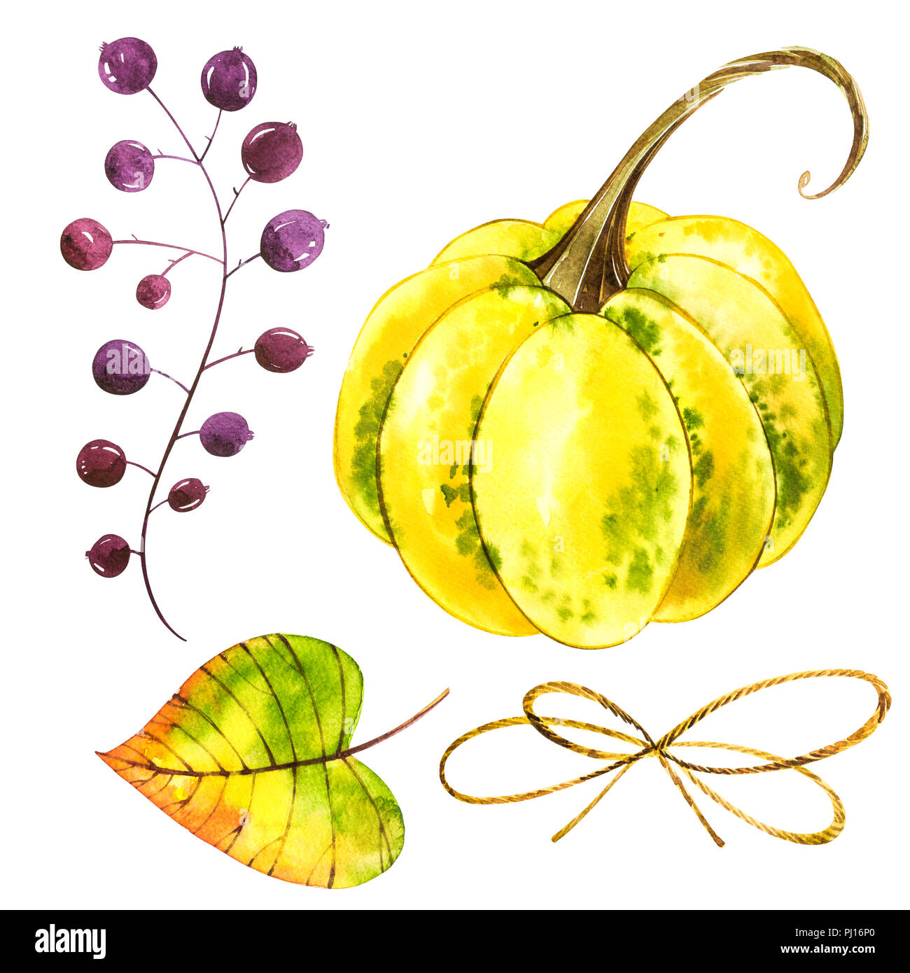 Pumpkins set. Hand drawn watercolor painting on white background ...