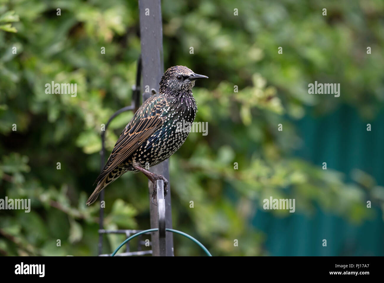 Common Starling Sturnus vulgaris perching on a bird feeder in a domestic garden Stock Photo